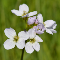 Wildflower Cuckoo Flower